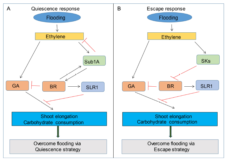 Flooding Tolerance In Rice: Focus On Mechanisms And Approaches