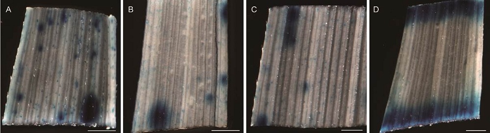 Regulation Of Ospr10a Promoter Activity By Phytohormone And Pathogen